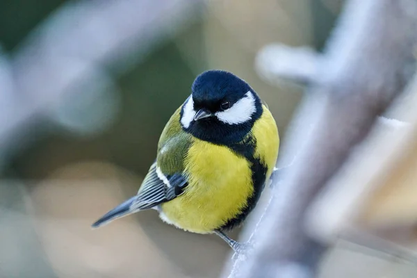 Bird - Great Tit ( Parus major ) sitting on a branch of a tree. Close-up..