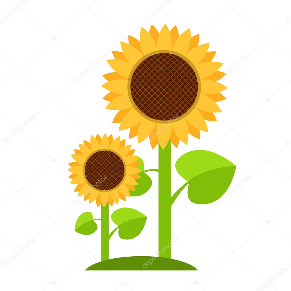 Sunflowers logo in cartoon style.vector illustration