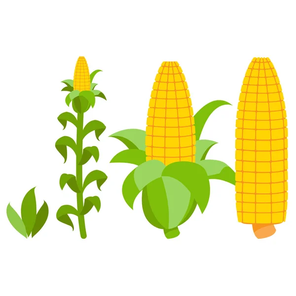 Fáze růstu kukuřice. — Stockový vektor