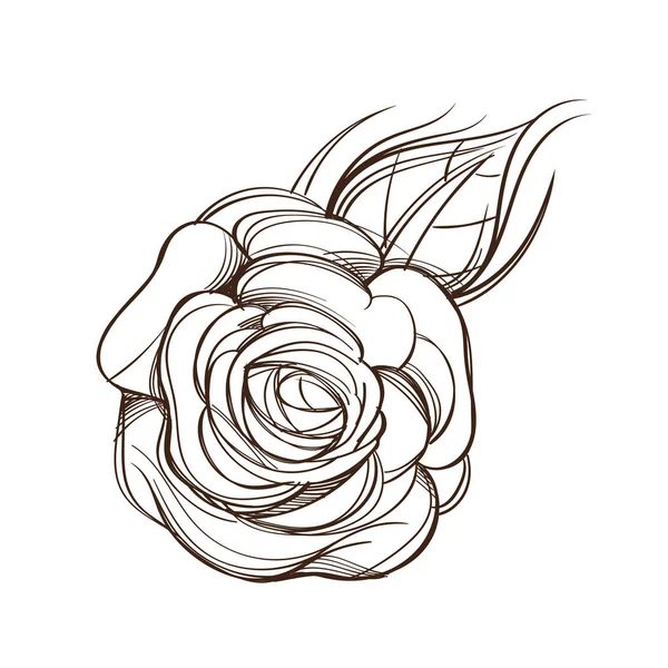 Ручний намальований елемент дизайну троянди . — стоковий вектор
