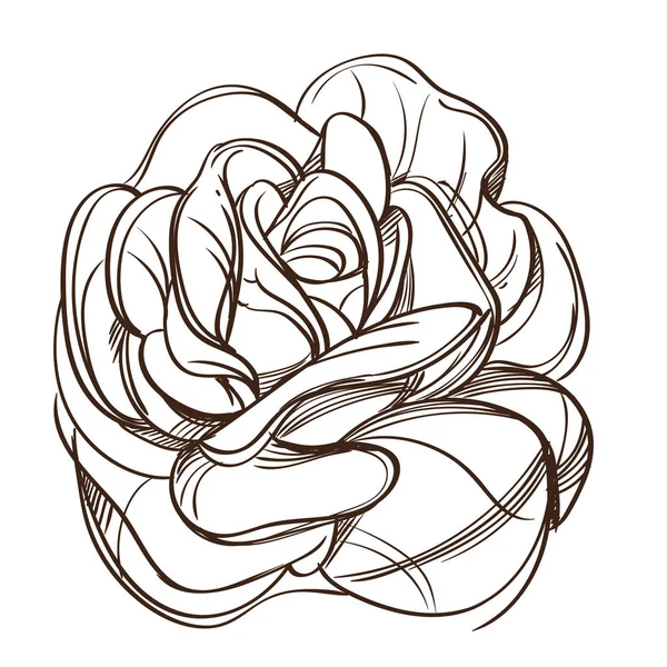 Käsin piirretty ruusu design elementti . — vektorikuva