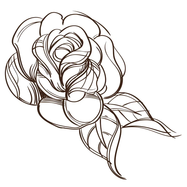 Ручний намальований елемент дизайну троянди . — стоковий вектор