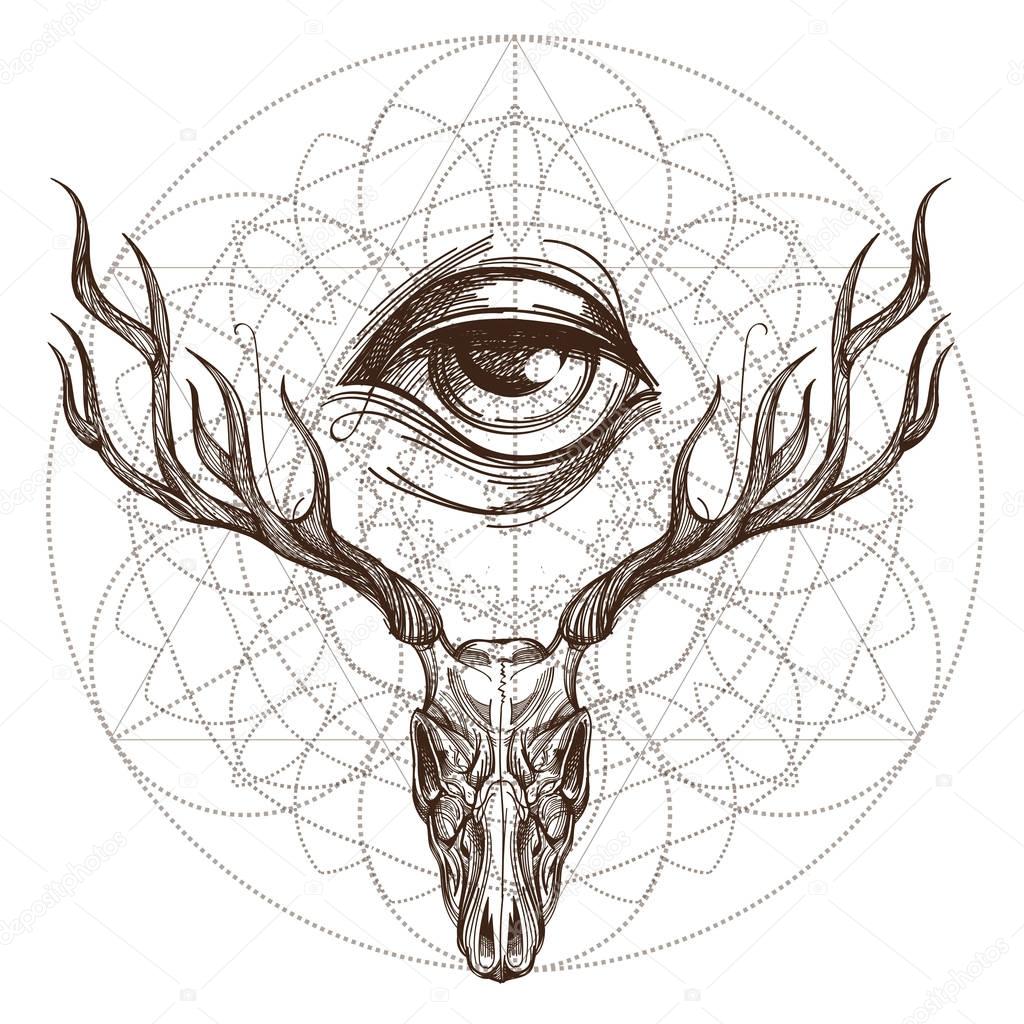 Sketch of deer skull