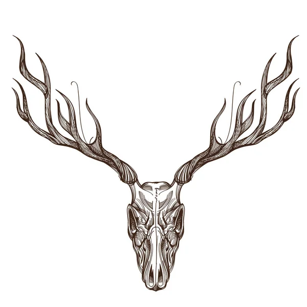 Szkic deer skull — Wektor stockowy