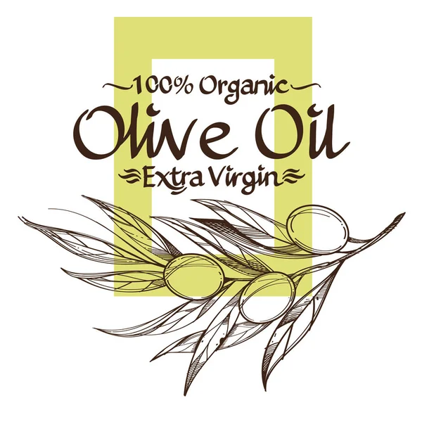 Dibujos de contorno de ramas de olivo — Vector de stock