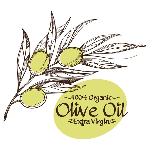 Dibujos de contorno de ramas de olivo — Vector de stock
