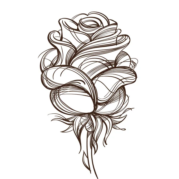 Hand drawn rose design element. — Stock Vector