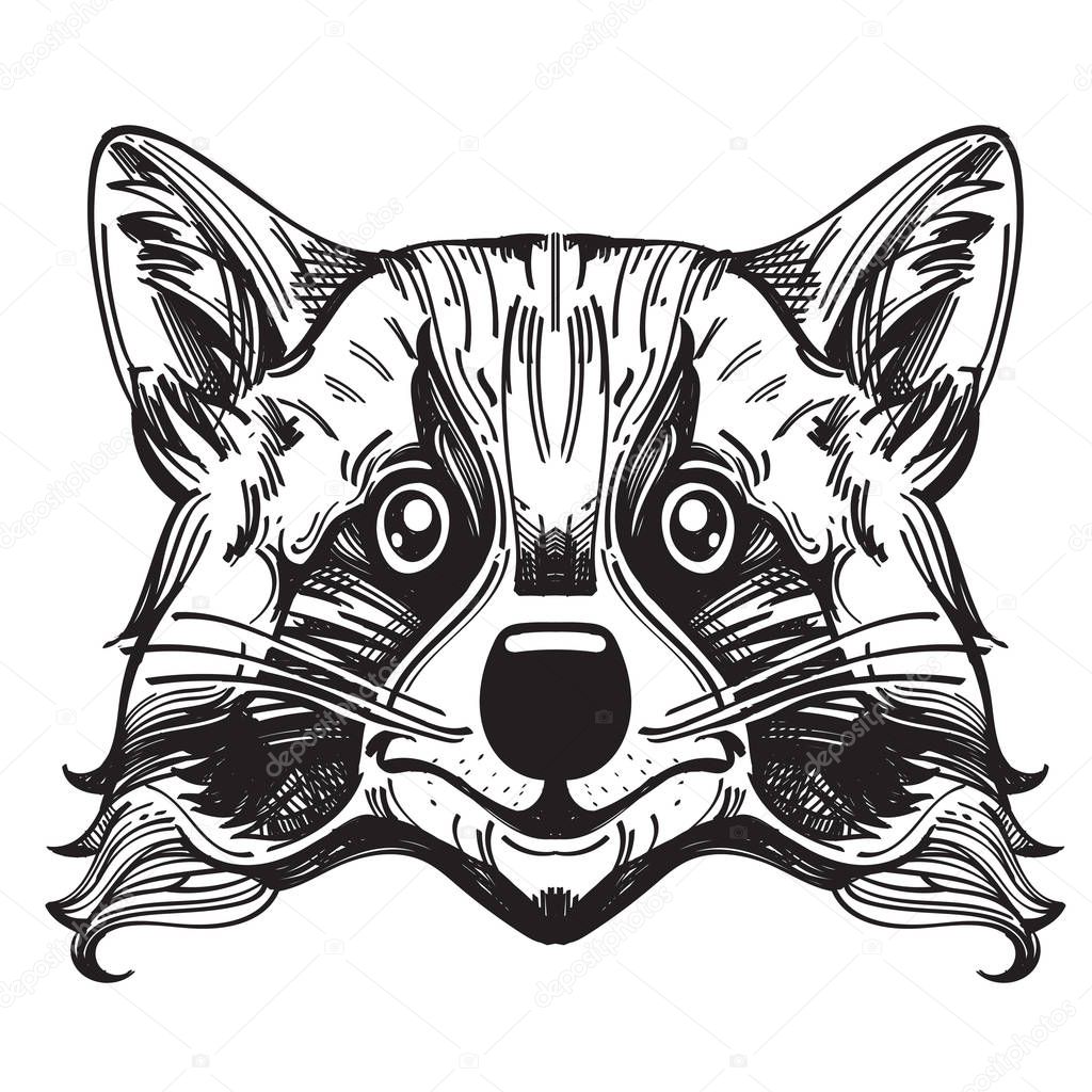 Muzzle raccoon illustration for creating sketches of tattoos, printing on clothes, design of posters and leaflets.