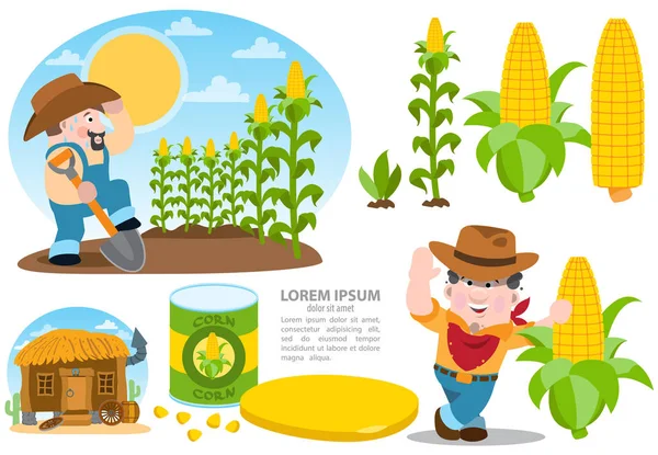 Infographics növekvő kukorica. — Stock Vector