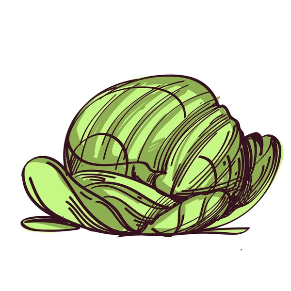 被白色背景隔离的绿色卷心菜 — 图库矢量图片