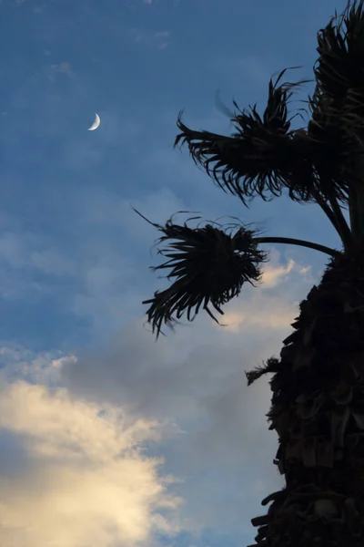Měsíc Dramatické Západu Slunce Obloha Mraky Silueta Palm — Stock fotografie