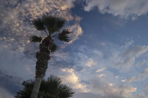 Lua Céu Pôr Sol Dramático Com Nuvens Palmeira Contra Dramático — Fotografia de Stock
