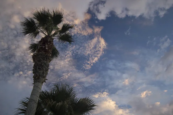 Moon Dramatic Sunset Sky Clouds Palm Tree Dramatic Sunset Sky — Stock Photo, Image