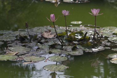 Lily çiçekler gölet üzerinde.
