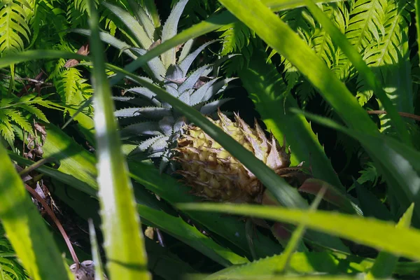 Ananas plant in jungle — Stock Photo, Image