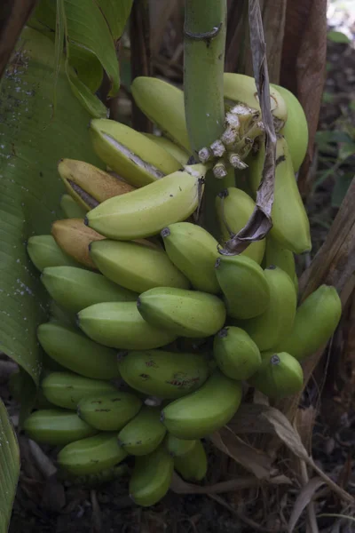 Банановое Дерево Плодами Соцветиями — стоковое фото