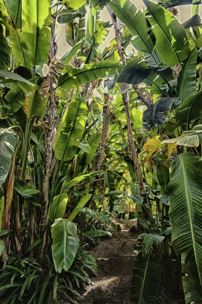 Pad in tropisch woud — Stockfoto