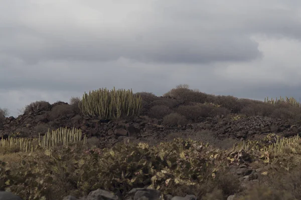 Bush de los cactus en el valle — Foto de Stock