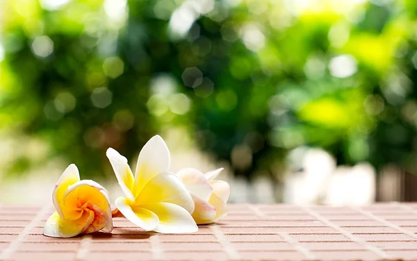 れんが造りの床に白いプルメリアやフランジパニの花を開花 — ストック写真