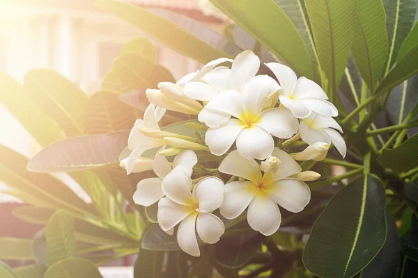 Csokor virágzó fehér Plumeria vagy frangipáni virágok trop — Stock Fotó