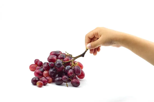 La main des enfants a cueilli le bouquet de petits raisins rouges isolés sur — Photo