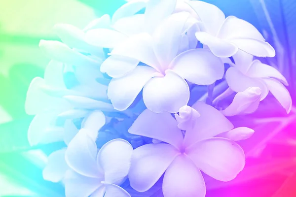 Csokor virágzó fehér Plumeria vagy frangipáni virágok trop — Stock Fotó
