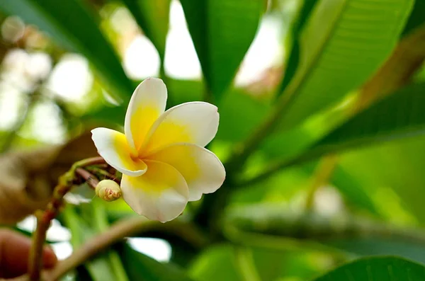 Букет квітучих білих слив або квітів Франгіпані на тропі — стокове фото