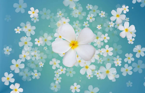 Plumeria branco ou flores Frangipani na cor azul gradiente de volta — Fotografia de Stock