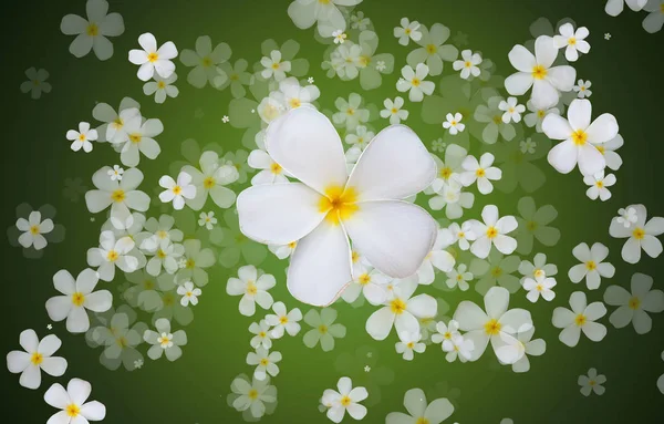 Vita Plumeria eller Frangipani blommor på grön gradient färg bac — Stockfoto