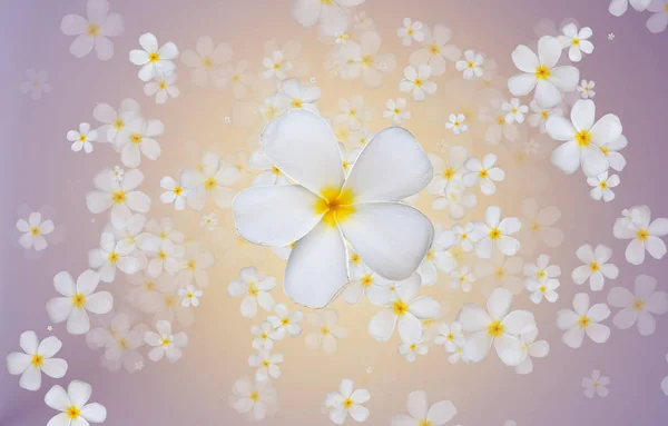 Perple 그라데이션 컬러 바에 흰색 Plumeria 또는 Frangipani 꽃 — 스톡 사진