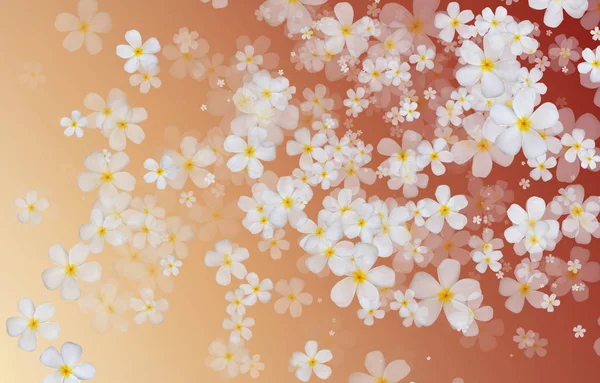 Fiori bianchi Plumeria o Frangipani su colore arancione sfumato ba — Foto Stock