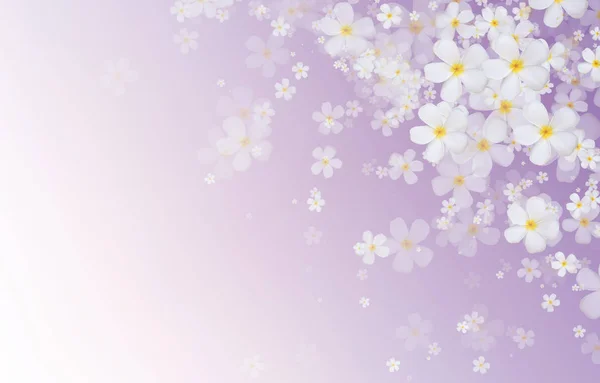 Plumeria branco ou flores Frangipani em cor gradiente roxo ba — Fotografia de Stock