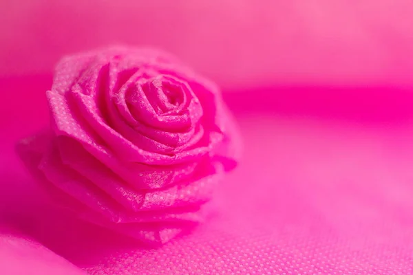 Rose rose sur fond de couleur douce pour la Saint-Valentin festival — Photo