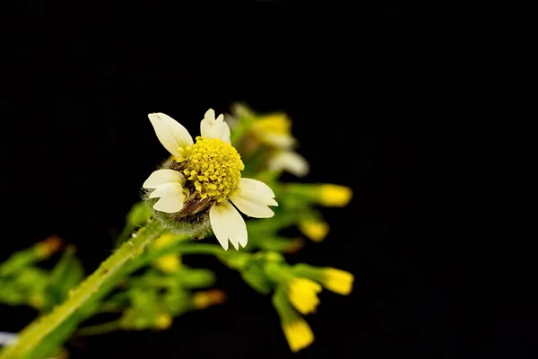 Mexická daisy nebo Tridax květina na tmavém pozadí — Stock fotografie