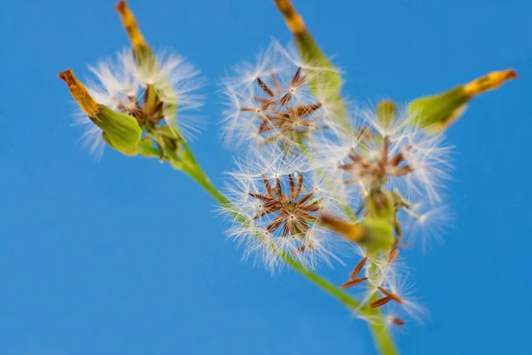 Flor de semillas de Fleabane sobre fondo azul cielo — Foto de Stock