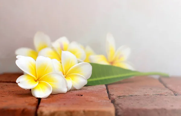 Zöld levél a virágzó fehér Plumeria vagy frangipáni virágok — Stock Fotó