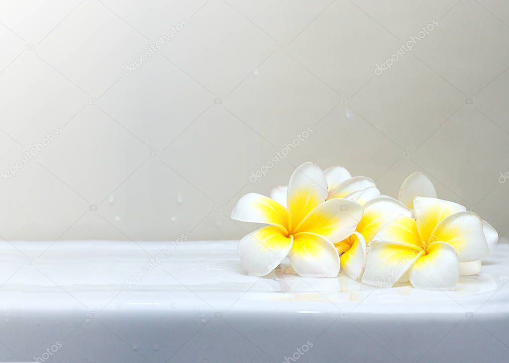 Blooming white Plumeria or Frangipani flowers on white ceramic f