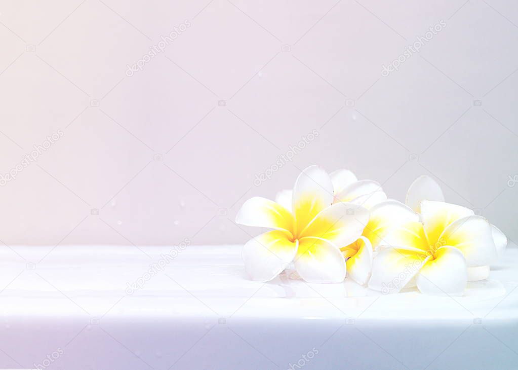 Blooming white Plumeria or Frangipani flowers on white ceramic f