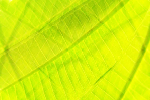 Abstract green leave pattern background — Stock Photo, Image