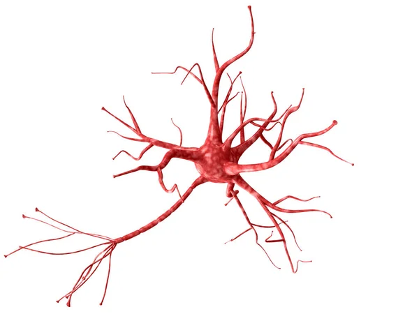 Neurona 3d aislada sobre fondo blanco primer plano. Un alto resoluto — Foto de Stock