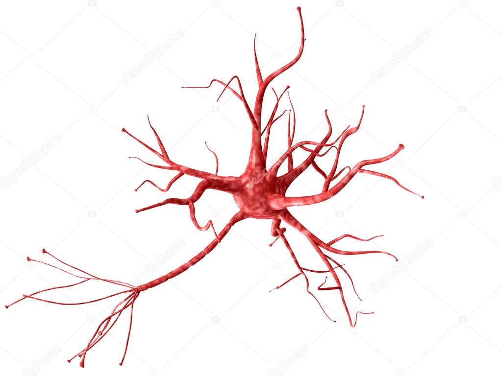3d neuron isolated on white background closeup. A high resolutio