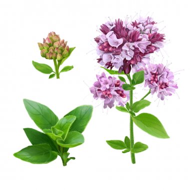 Kekik çizim beyaz arka plan üzerinde. Kekik portre.