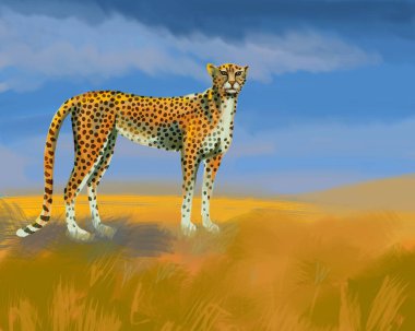 Güzel bir resim. Bir çita görüntüsünü.