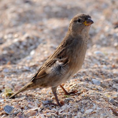 Kabuk kumunda serçe.