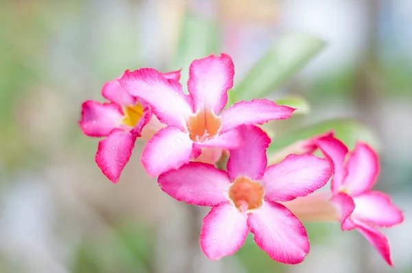 Pink desert Rose