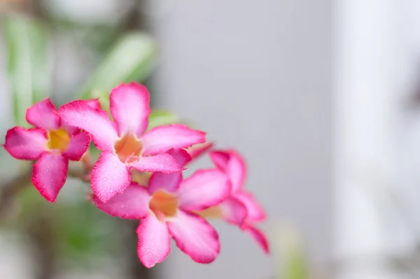 Pink desert rose — Stock Photo, Image