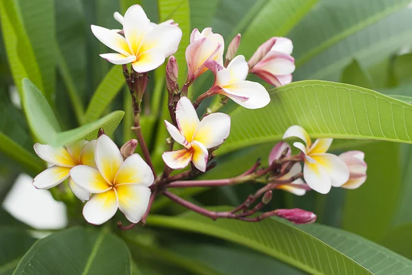 plumeria blanca flor