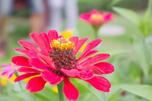 Red flower in garden