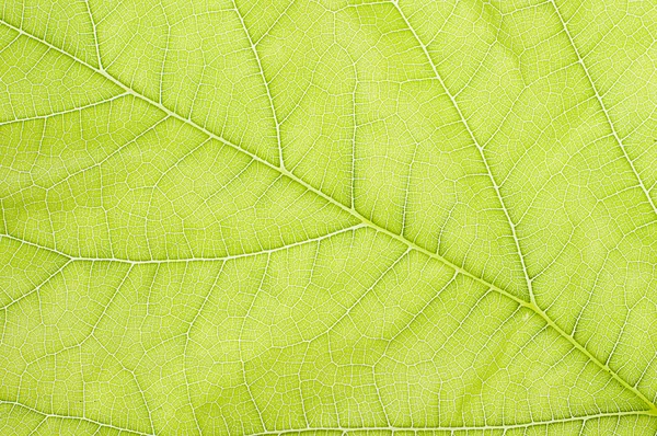 Gros plan du délicat motif de feuilles vertes — Photo