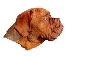 Dogue de Bordeaux - Portrait clipart